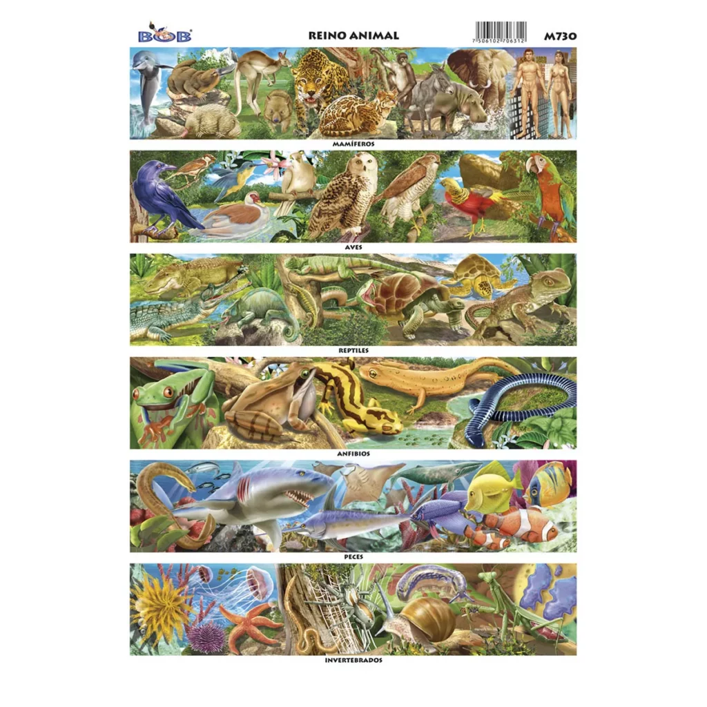 MONOGRAFIA BOB ATADO DE 25 PZAS.